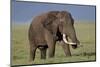 Bull African Elephant (Loxodonta Africana), Ngorongoro Crater, Tanzania, East Africa, Africa-James Hager-Mounted Photographic Print