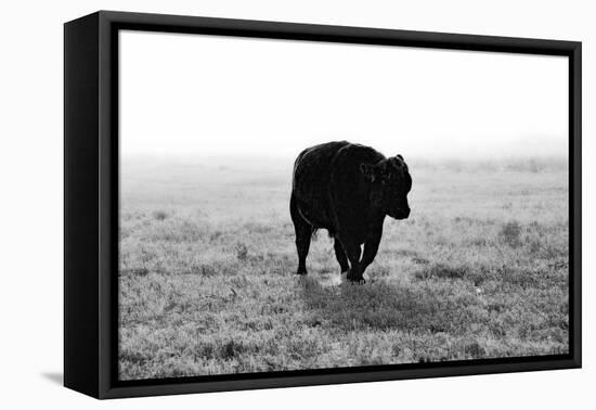 Bull after Ice Storm-Amanda Lee Smith-Framed Stretched Canvas