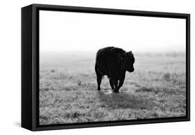 Bull after Ice Storm-Amanda Lee Smith-Framed Stretched Canvas