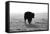 Bull after Ice Storm-Amanda Lee Smith-Framed Stretched Canvas