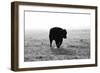 Bull after Ice Storm-Amanda Lee Smith-Framed Photographic Print