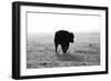 Bull after Ice Storm-Amanda Lee Smith-Framed Photographic Print