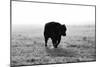 Bull after Ice Storm-Amanda Lee Smith-Mounted Photographic Print