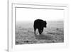 Bull after Ice Storm-Amanda Lee Smith-Framed Photographic Print