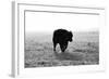 Bull after Ice Storm-Amanda Lee Smith-Framed Photographic Print