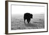 Bull after Ice Storm-Amanda Lee Smith-Framed Photographic Print