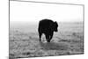 Bull after Ice Storm-Amanda Lee Smith-Mounted Photographic Print