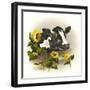 Bull and Sunflowers-Peggy Harris-Framed Giclee Print