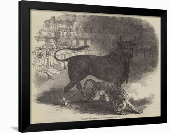 Bull and Tiger Fight, in the Plaza De Toros, at Madrid-null-Framed Giclee Print