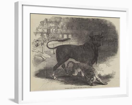 Bull and Tiger Fight, in the Plaza De Toros, at Madrid-null-Framed Giclee Print