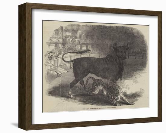 Bull and Tiger Fight, in the Plaza De Toros, at Madrid-null-Framed Giclee Print