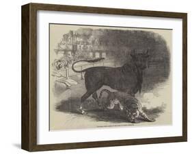 Bull and Tiger Fight, in the Plaza De Toros, at Madrid-null-Framed Giclee Print