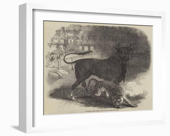 Bull and Tiger Fight, in the Plaza De Toros, at Madrid-null-Framed Giclee Print