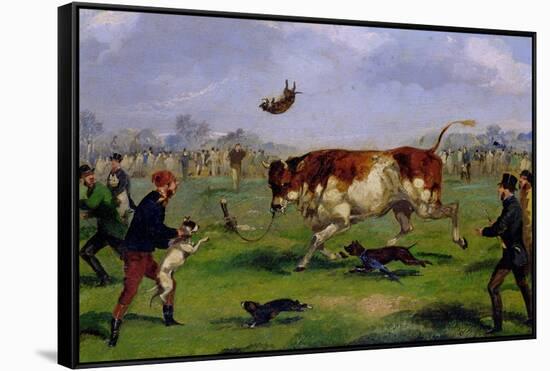 Bull Baiting-Samuel Henry Alken-Framed Stretched Canvas