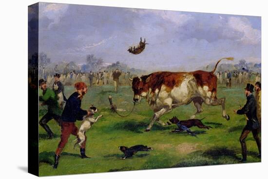 Bull Baiting-Samuel Henry Alken-Stretched Canvas