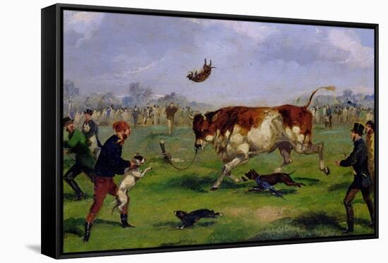 Bull Baiting-Samuel Henry Alken-Framed Stretched Canvas
