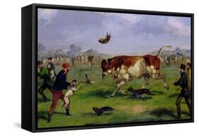 Bull Baiting-Samuel Henry Alken-Framed Stretched Canvas