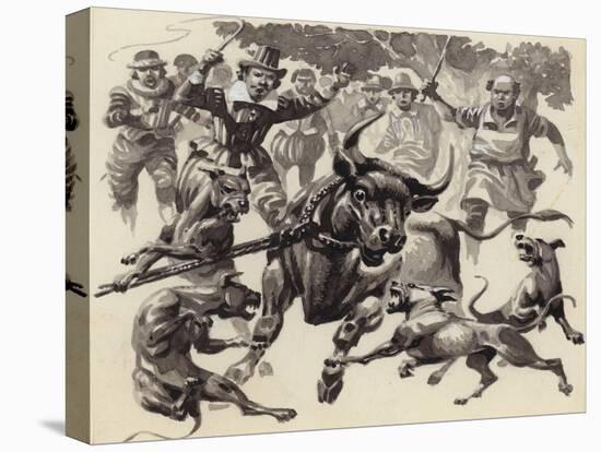 Bull Baiting-Pat Nicolle-Stretched Canvas