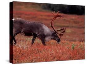 Bull Barren Ground Caribou and Colorful Tundra in Denali National Park, Alaska, USA-Charles Sleicher-Stretched Canvas