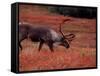 Bull Barren Ground Caribou and Colorful Tundra in Denali National Park, Alaska, USA-Charles Sleicher-Framed Stretched Canvas