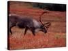 Bull Barren Ground Caribou and Colorful Tundra in Denali National Park, Alaska, USA-Charles Sleicher-Stretched Canvas