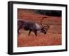 Bull Barren Ground Caribou and Colorful Tundra in Denali National Park, Alaska, USA-Charles Sleicher-Framed Photographic Print