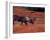 Bull Barren Ground Caribou and Colorful Tundra in Denali National Park, Alaska, USA-Charles Sleicher-Framed Photographic Print