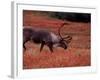 Bull Barren Ground Caribou and Colorful Tundra in Denali National Park, Alaska, USA-Charles Sleicher-Framed Photographic Print