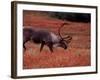 Bull Barren Ground Caribou and Colorful Tundra in Denali National Park, Alaska, USA-Charles Sleicher-Framed Photographic Print