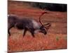 Bull Barren Ground Caribou and Colorful Tundra in Denali National Park, Alaska, USA-Charles Sleicher-Mounted Photographic Print