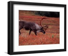 Bull Barren Ground Caribou and Colorful Tundra in Denali National Park, Alaska, USA-Charles Sleicher-Framed Photographic Print