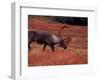 Bull Barren Ground Caribou and Colorful Tundra in Denali National Park, Alaska, USA-Charles Sleicher-Framed Photographic Print