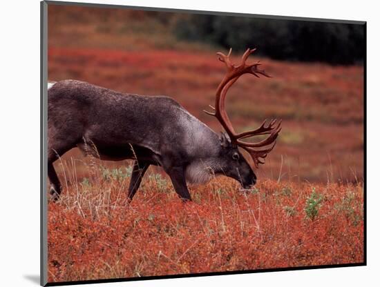 Bull Barren Ground Caribou and Colorful Tundra in Denali National Park, Alaska, USA-Charles Sleicher-Mounted Photographic Print