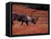 Bull Barren Ground Caribou and Colorful Tundra in Denali National Park, Alaska, USA-Charles Sleicher-Framed Stretched Canvas