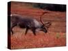 Bull Barren Ground Caribou and Colorful Tundra in Denali National Park, Alaska, USA-Charles Sleicher-Stretched Canvas