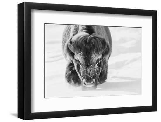 Photographic Print, , large