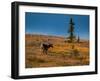 Bull Caribou feeding on tundra in interior of Denali National Park, Alaska-null-Framed Photographic Print