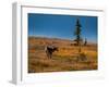 Bull Caribou feeding on tundra in interior of Denali National Park, Alaska-null-Framed Photographic Print