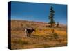 Bull Caribou feeding on tundra in interior of Denali National Park, Alaska-null-Stretched Canvas