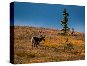 Bull Caribou feeding on tundra in interior of Denali National Park, Alaska-null-Stretched Canvas