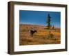 Bull Caribou feeding on tundra in interior of Denali National Park, Alaska-null-Framed Photographic Print