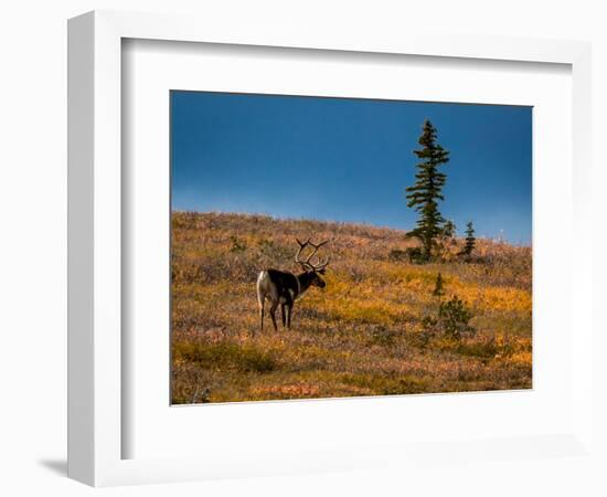 Bull Caribou feeding on tundra in interior of Denali National Park, Alaska-null-Framed Photographic Print