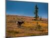 Bull Caribou feeding on tundra in interior of Denali National Park, Alaska-null-Mounted Photographic Print