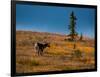 Bull Caribou feeding on tundra in interior of Denali National Park, Alaska-null-Framed Photographic Print