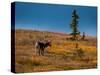 Bull Caribou feeding on tundra in interior of Denali National Park, Alaska-null-Stretched Canvas