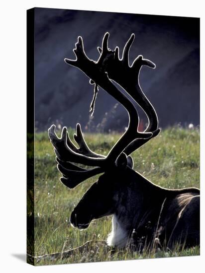 Bull Caribou in Denali National Park, Alaska Range, Alaska, USA-Art Wolfe-Stretched Canvas