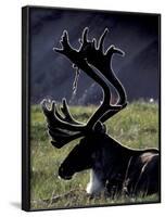 Bull Caribou in Denali National Park, Alaska Range, Alaska, USA-Art Wolfe-Framed Photographic Print