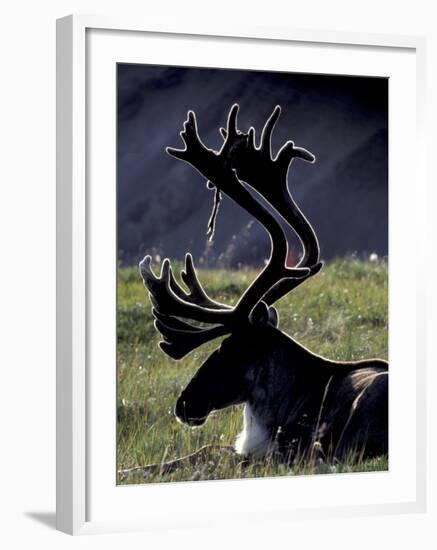 Bull Caribou in Denali National Park, Alaska Range, Alaska, USA-Art Wolfe-Framed Photographic Print