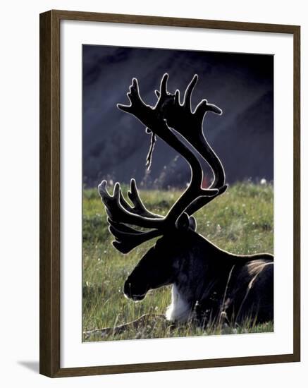 Bull Caribou in Denali National Park, Alaska Range, Alaska, USA-Art Wolfe-Framed Photographic Print