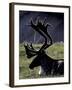 Bull Caribou in Denali National Park, Alaska Range, Alaska, USA-Art Wolfe-Framed Photographic Print